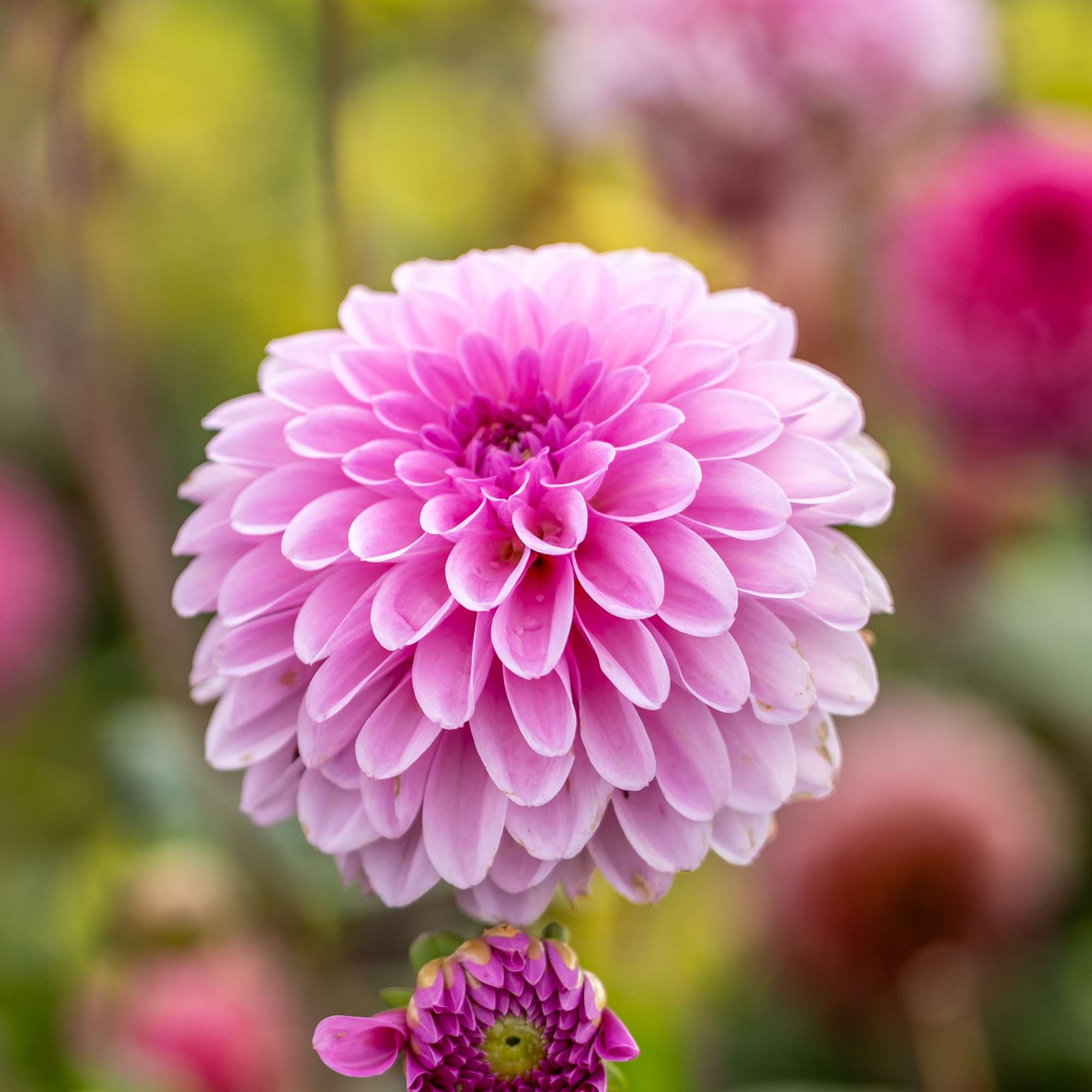Dahlia 'Bazuin Lavender'